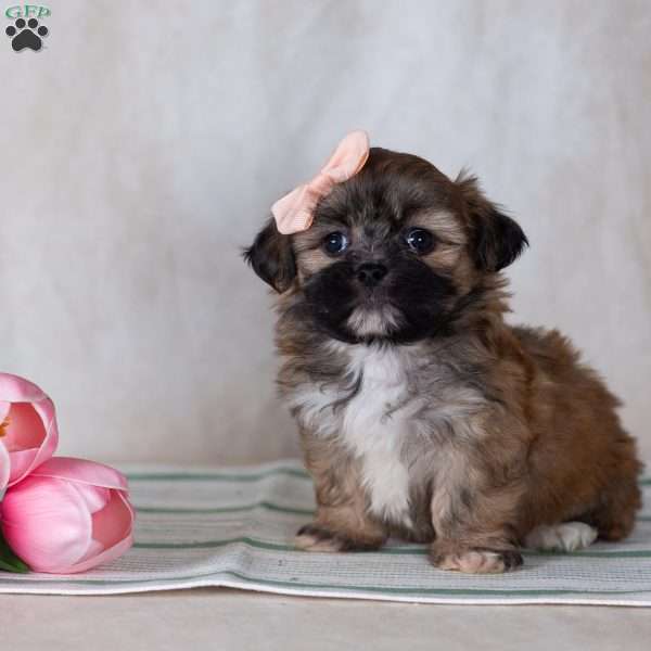 CLEO, Teddy Bear Puppy